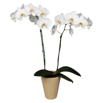 Белая комнатная Орхидея (2 ствола)